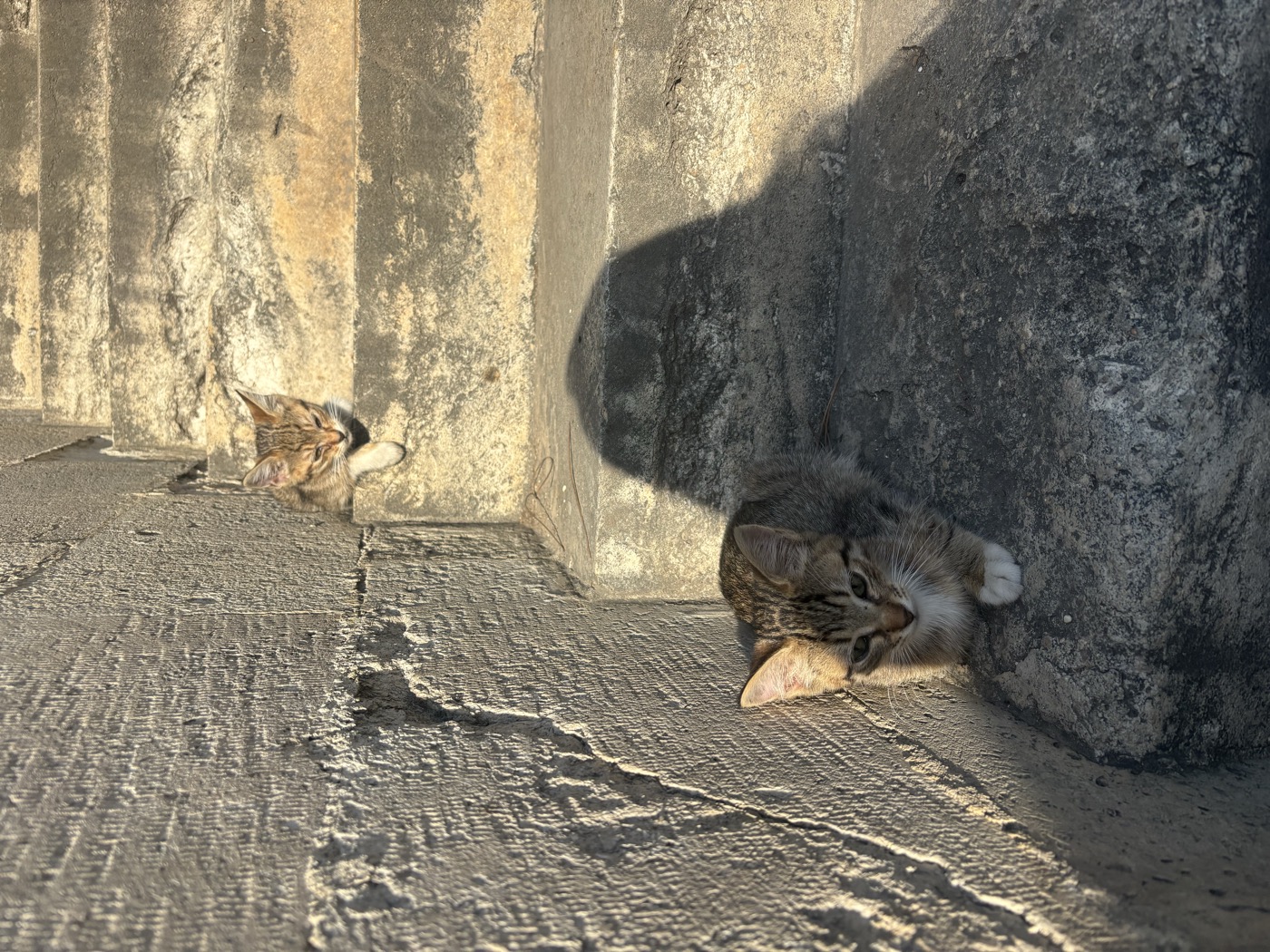 Two kittens on stone steps